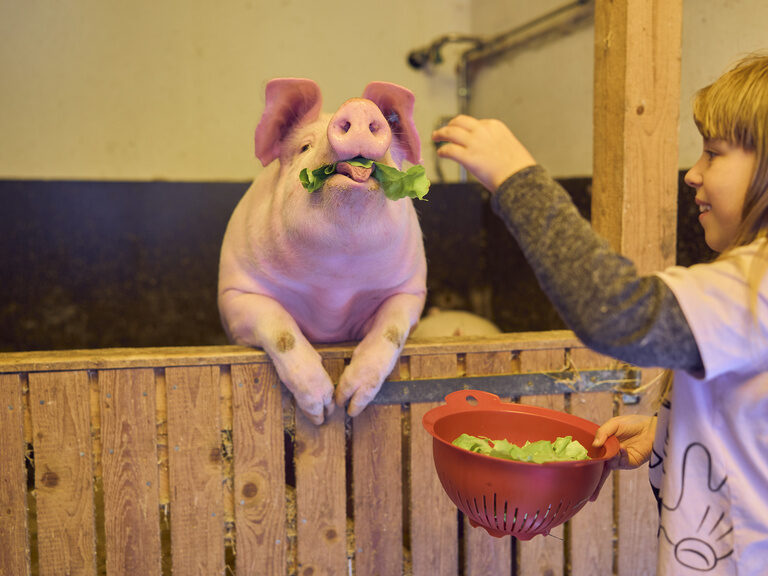 Im Stall des Süßhofs füttert ein fröhliches Kind liebevoll ein Schwein.